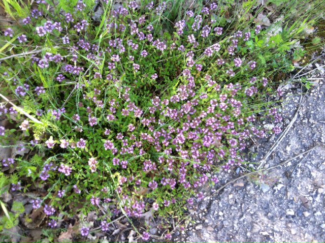 Thymus vulgaris??